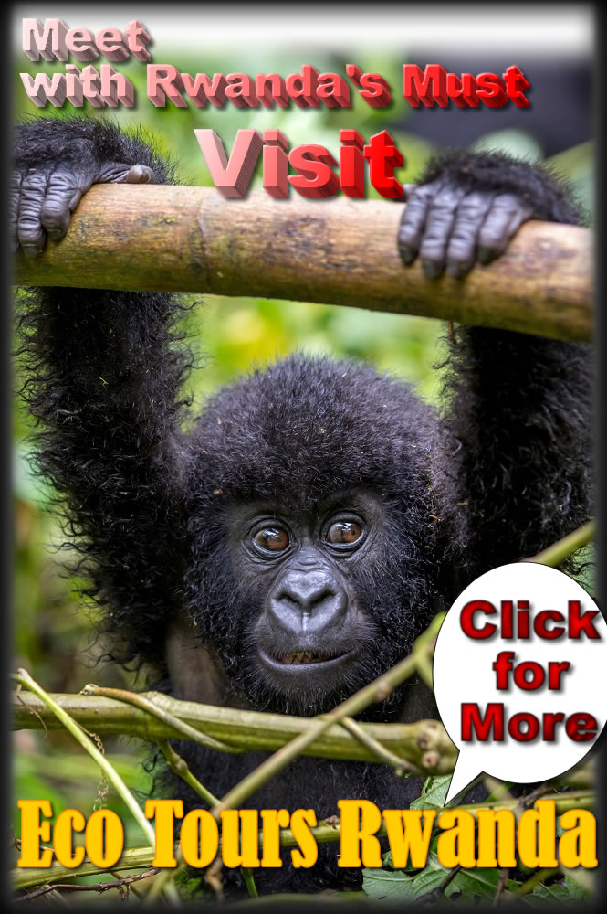 Visit Rwanda for Mountain Gorillas