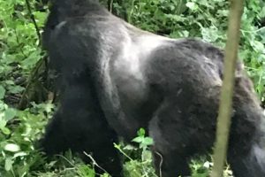 Congo Gorilla Safaris