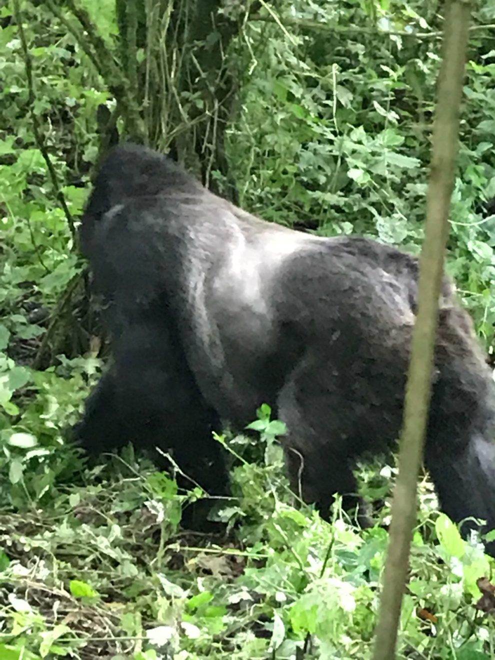 Congo Gorilla Safaris